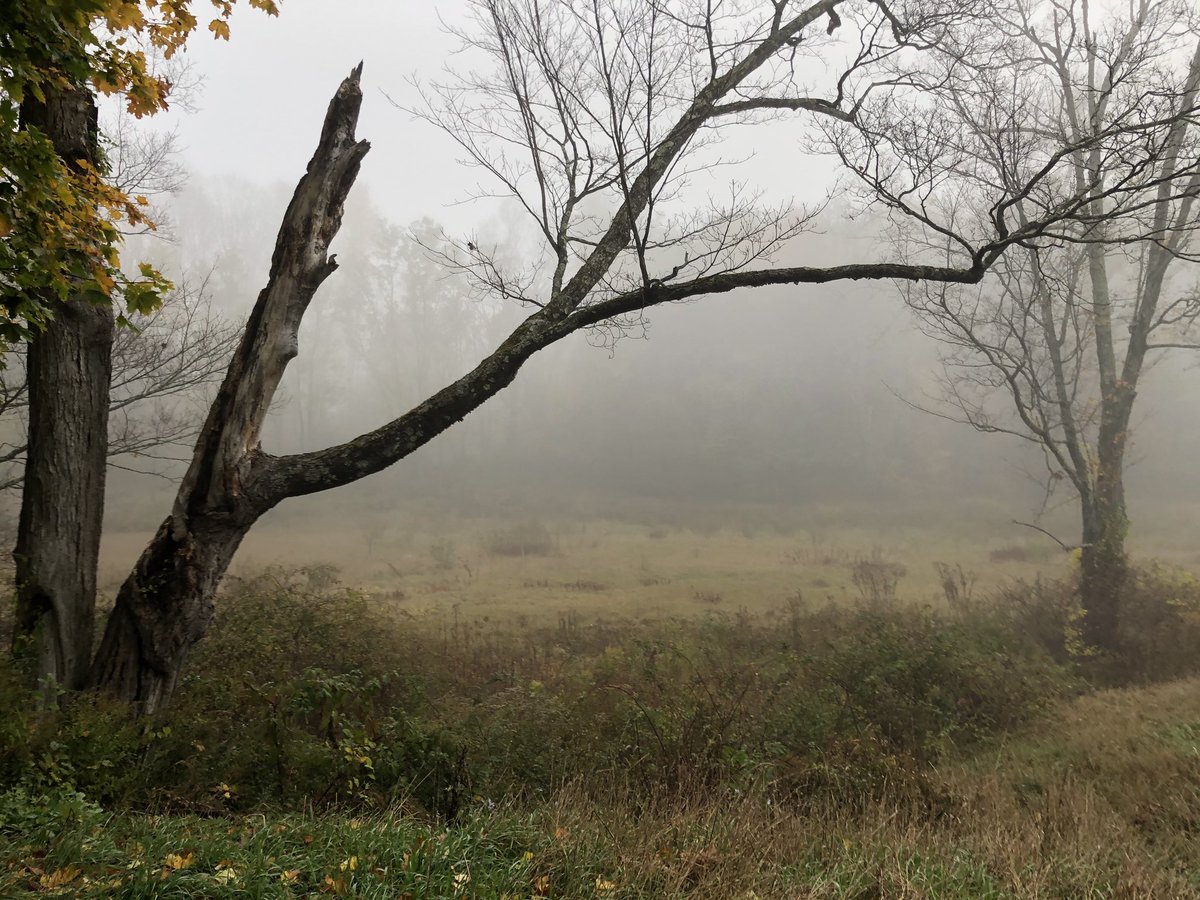 LaureltheRadish's tweet photo. Foggy morning today https://t.co/QOzcCilOC5