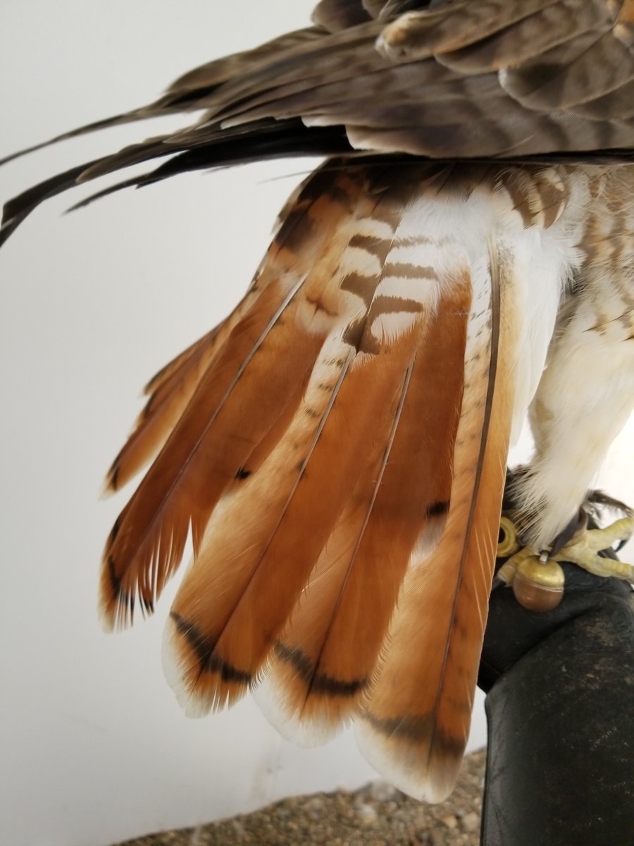 Foxfeather Zenkova It S Hawktober Time Again Most Juvenile Red Tailed Hawks Are Easy To Tell From Adults They Have Striped Tails And Don T Get That Iconic Red In Til Their Second