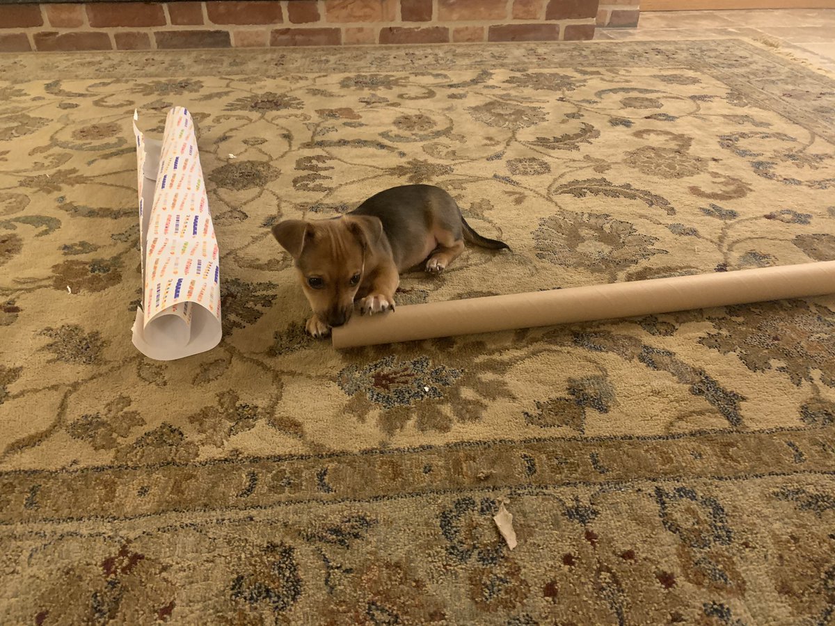 Twiglet is not the most helpful at wrapping birthday presents.