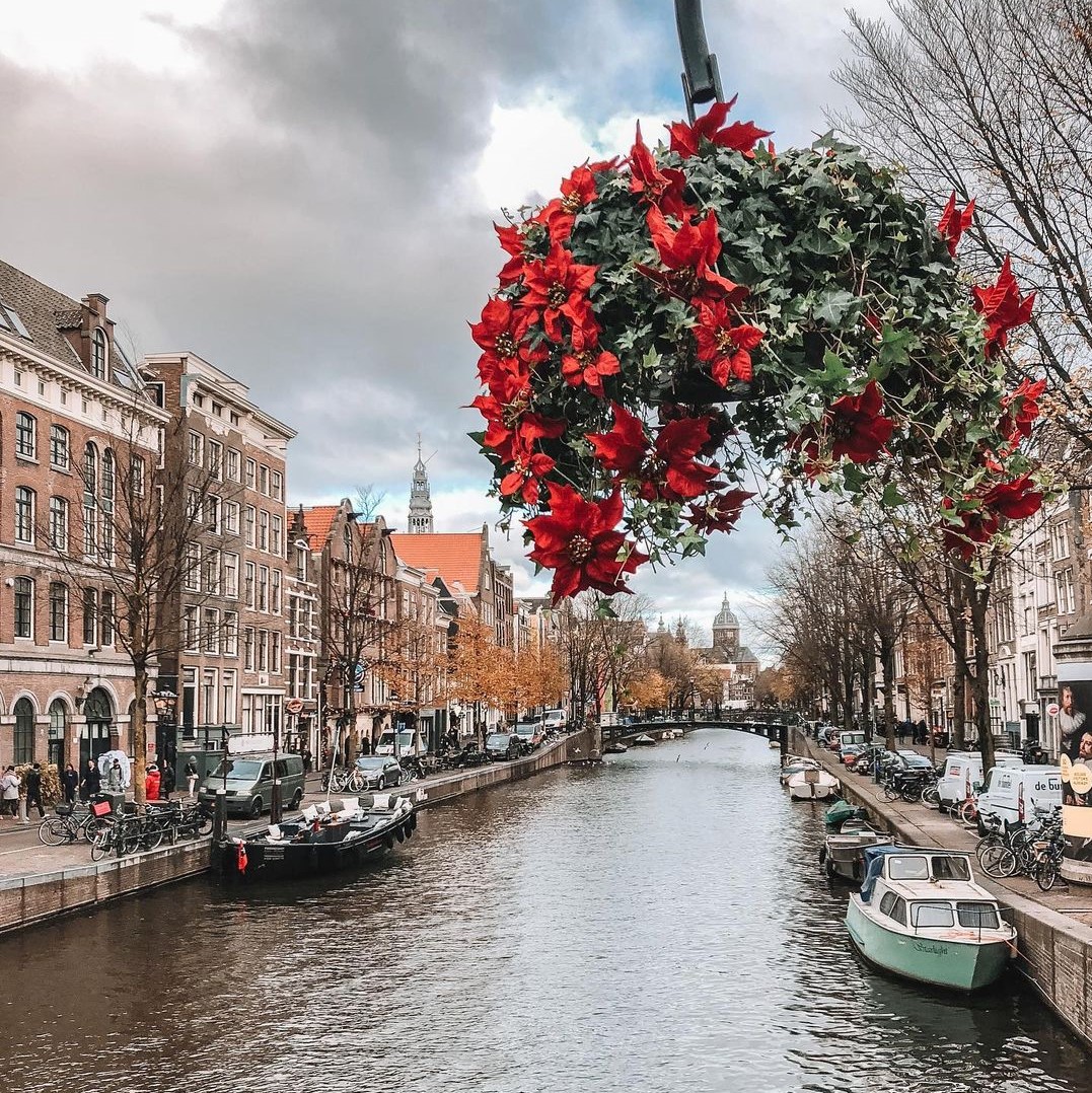 windmilladvent1's tweet image. Can you also feel the holiday spirit just by looking at these flowers? 😍 Time’s passing by so quickly...