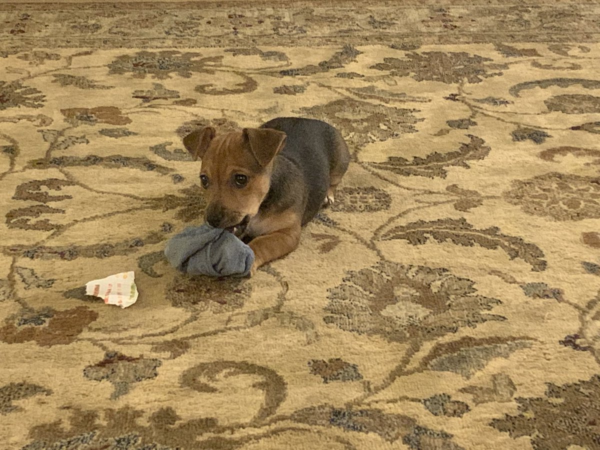 Buts she’s great at killing socks.