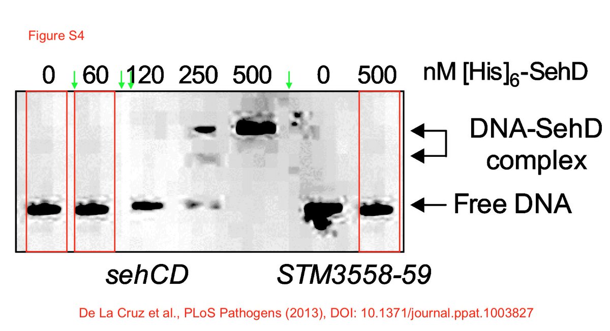 A retraction of a paper from  @univamu, co-authored by  @raoult_didier, and published in 2013 in  @PLOSPathogens  https://journals.plos.org/plospathogens/article?id=10.1371/journal.ppat.1003827Here is the post on  @PubPeer with my concerns:  https://pubpeer.com/publications/4608D42F05A64C8CC261791FBF0E8B