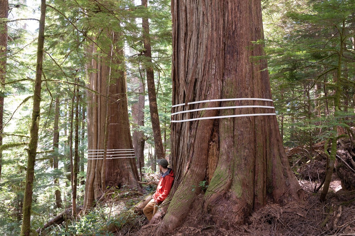 AncientForestBC's tweet image. If @jjhorgan &amp;amp; the @bcndp are serious about their new promise to implement all 14 of the old-growth panel’s recommendations, they must start by immediately deferring logging in the 415,000 ha of critically endangered, high productivity old-growth stands. #bcpoli #bcelection2020