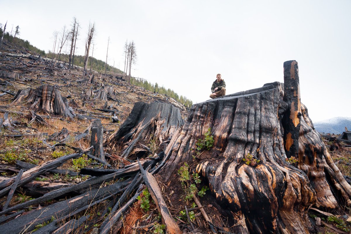 AncientForestBC's tweet image. If @jjhorgan &amp;amp; the @bcndp are serious about their new promise to implement all 14 of the old-growth panel’s recommendations, they must start by immediately deferring logging in the 415,000 ha of critically endangered, high productivity old-growth stands. #bcpoli #bcelection2020