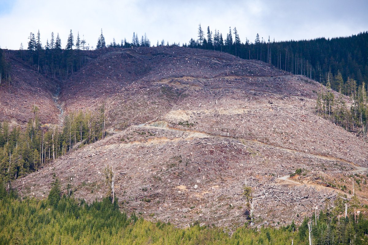 AncientForestBC's tweet image. If @jjhorgan &amp;amp; the @bcndp are serious about their new promise to implement all 14 of the old-growth panel’s recommendations, they must start by immediately deferring logging in the 415,000 ha of critically endangered, high productivity old-growth stands. #bcpoli #bcelection2020
