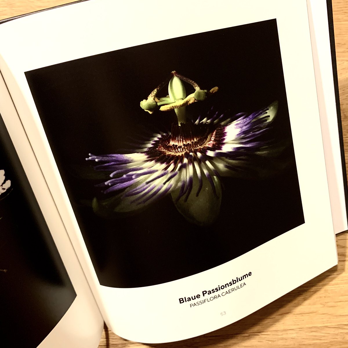 zinken's tweet photo. Blaue Passionsblume, Passiflora Caerulea, Seite 53 in “Betthupferlbilder - Blüten & Pflanzen”
https://t.co/JUVhgUiWOL
#betthupferbild #printpost https://t.co/6U9TN9ayTe