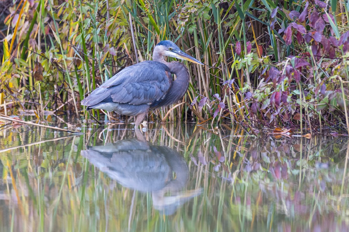 Great blue heron in Harlem Meer this morning.

#greatblueheron #heron #heronsofinstagram #herons #birds #birdsofinstagram #birding #isawabird #nybirds #nyparks #birdny #newyork #newyorkcity #centralpark #centralparknyc #wildlife #wildlifephotography