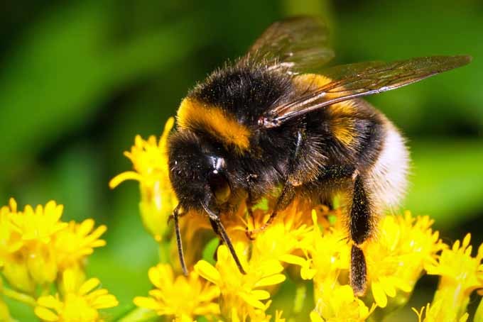 Gardeners_Path_'s tweet photo. The Buzz About Bees: Why Do We Need Them? https://t.co/I6HlIGmQQm #savethebees #pollinators https://t.co/7rsD12Bezm