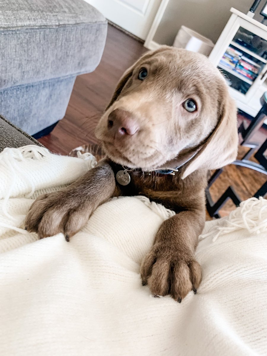 skehoee's tweet photo. he’s been introduced on insta and facebook, but it’s not real unless it’s on twitter. So, twitter meet grady, grady meet twitter. https://t.co/TmWs44iWc3
