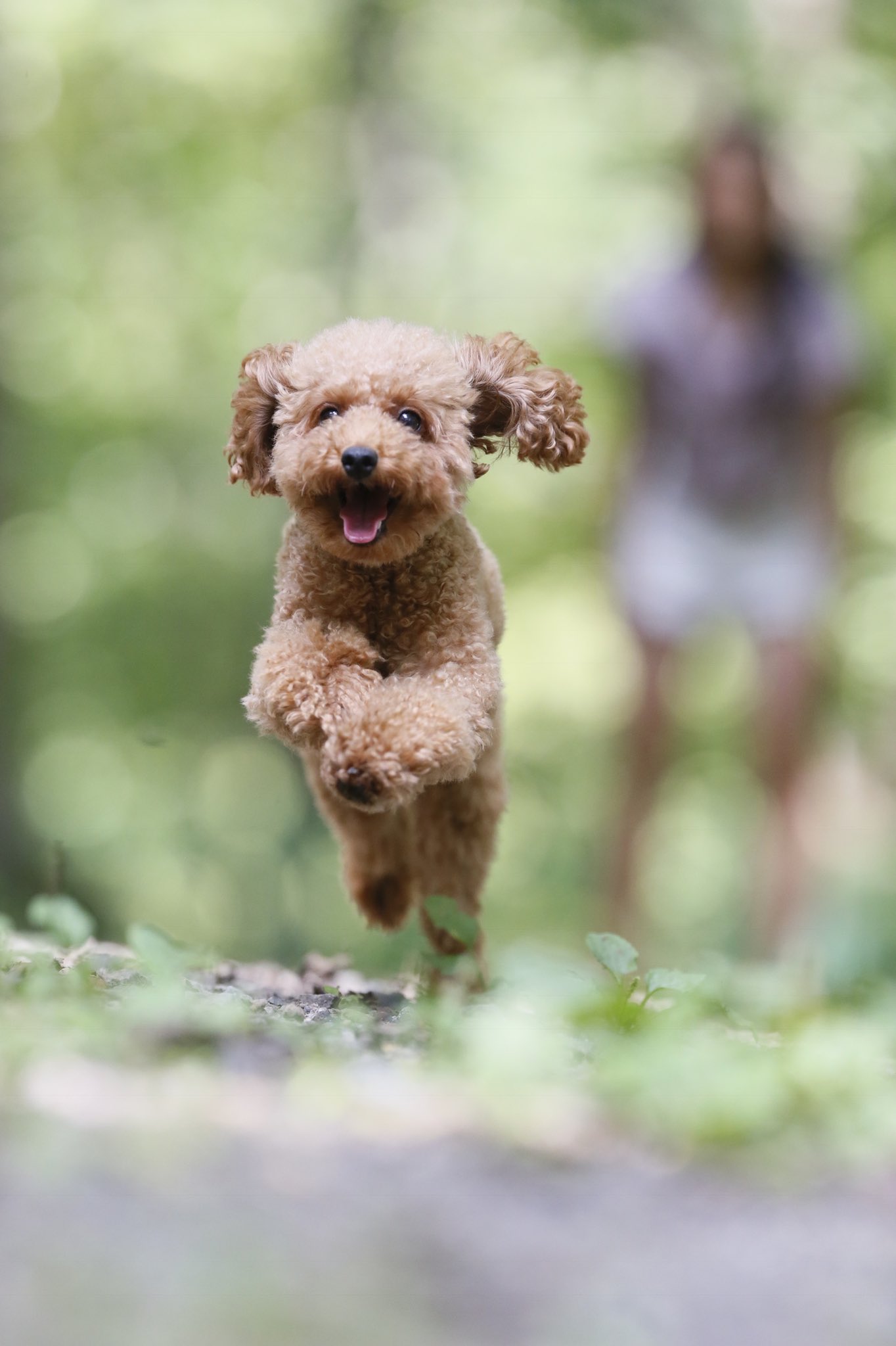 シルク150 トイプー トイプードル Toypoodle クゥ太 スマホの壁紙 T Co 2cxl557khh Twitter