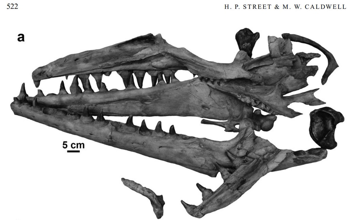 Mosasaur fossils have been studied for ~200 years (& #39;Mosasaurus& #39; was named 20 yrs before & #39;Dinosauria& #39;!), yet we still know very little about their ontogeny (growth & development).[MNHN AC 9648, the holotype of Mosasaurus hoffmannii, from Street & Caldwell 2017]2/21