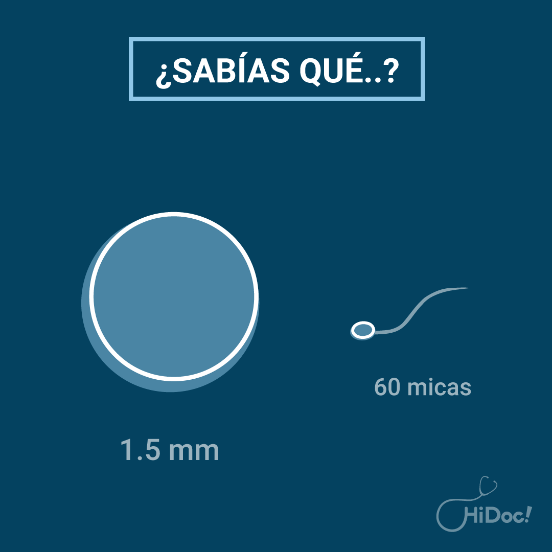 HiDocMx's tweet photo. La célula mas pequeña del cuerpo humano es el espermatozoide, y la mas grande es el ovulo, de hecho es tan grande que se puede ver a simple vista.
#hidoc #datoscuriosos #Medicos #SabiasQue #Curiosidades https://t.co/bsQS36V497