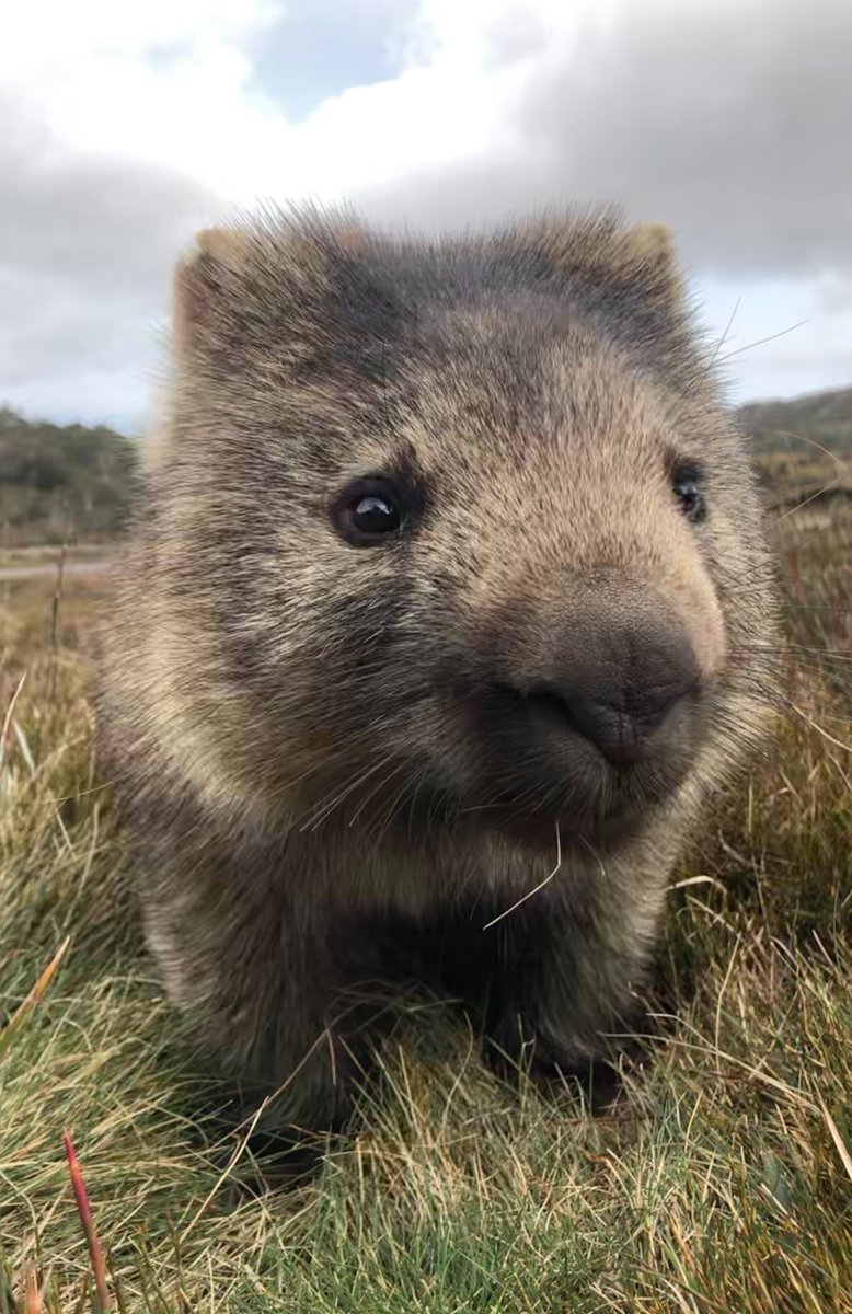 Did you know that there are 3 species of wombat?The one most people are familiar with is the bare-nosed wombat (Vombatus ursinus), which is found through SE Australia (including Tasmania)Their diagnostic feature (unsurprisingly) is the lack of hair on their nose!