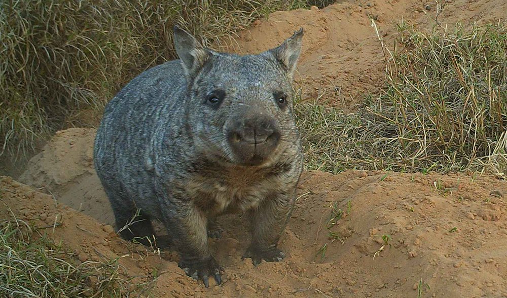 The further 2 wombat species both have hairy noses, and are named as such - the northern (L) and southern (R) hairy-nosed wombatsThe southerners inhabit semi-arid shrubland/mallee in S Aus, while the northerners are critically endangered and confined to tiny populations