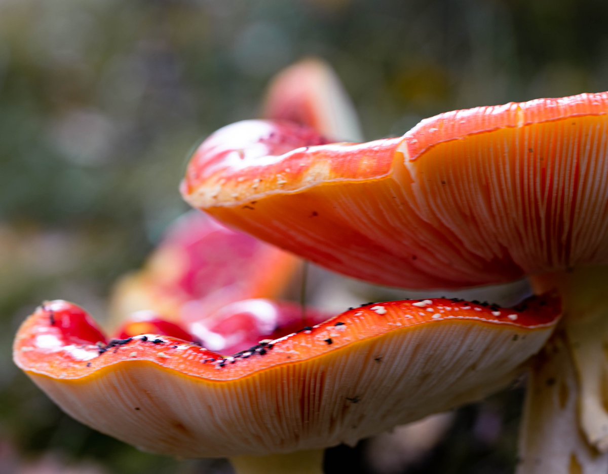 #nature #naturephotography #fungi #fungiphotography #fungusphotography #fungus #mushrooms #autumn #autumphotography #autumncolors #forest #forestphotography