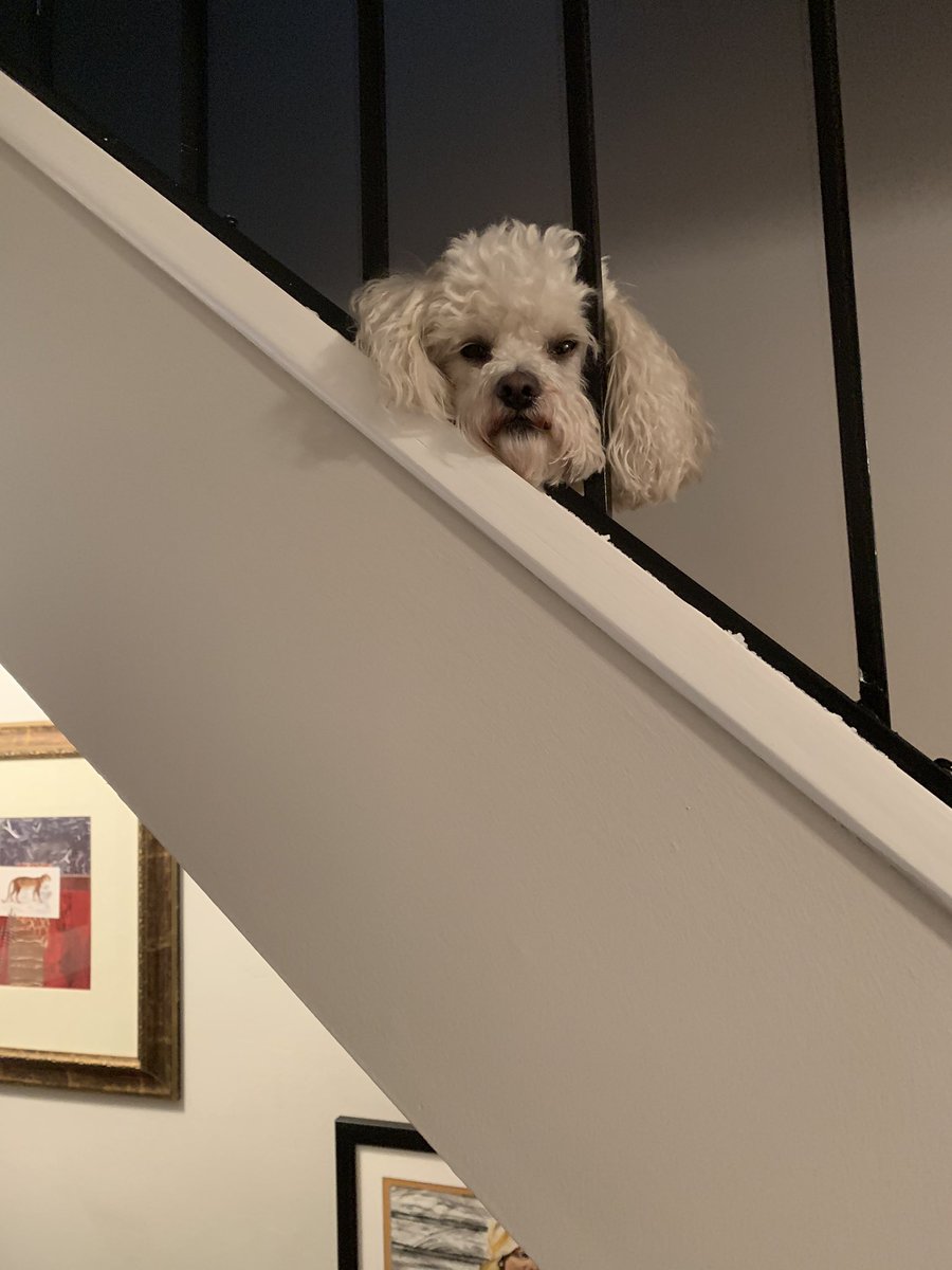 JanetAbrahams's tweet photo. @soledadobrien My baby said she did not do it, the pillow just simple disintegrated. https://t.co/EWmNYkL4C5