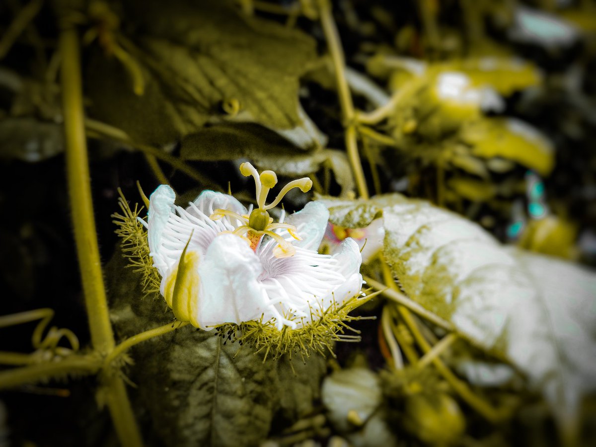 Every 🌼flower is a soul Blossoming in nature🍁 #Flowers #photographylovers #flowerphotography #FlowerOfEvil #travelphotography #travelphoto #climbingphotography #NaturePhotography #naturelovers #macrophotography #PhotoOfTheDay #lightroom