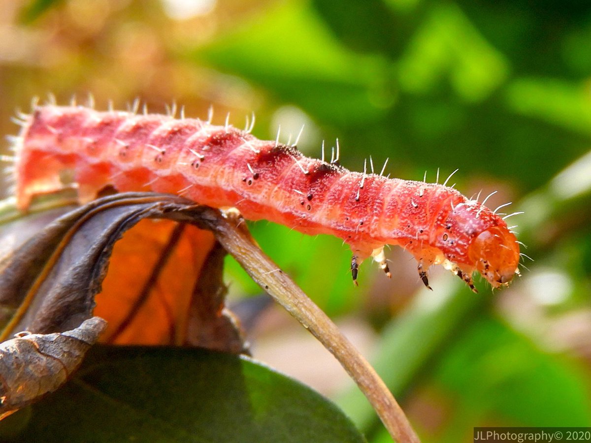 PaleontologyFacts tweet media