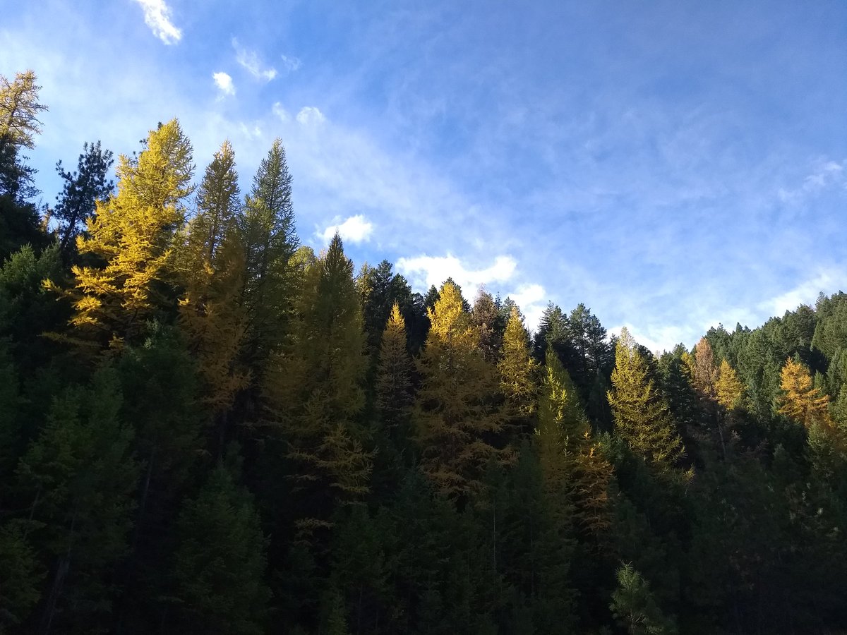 This fall we've been a little (or a lot) homesick for New England and Atlantic Canada. It's not Maine #FallFoliage, but Montana's trying hard to impress us! #WesternLarch #ConiferForests of the West.