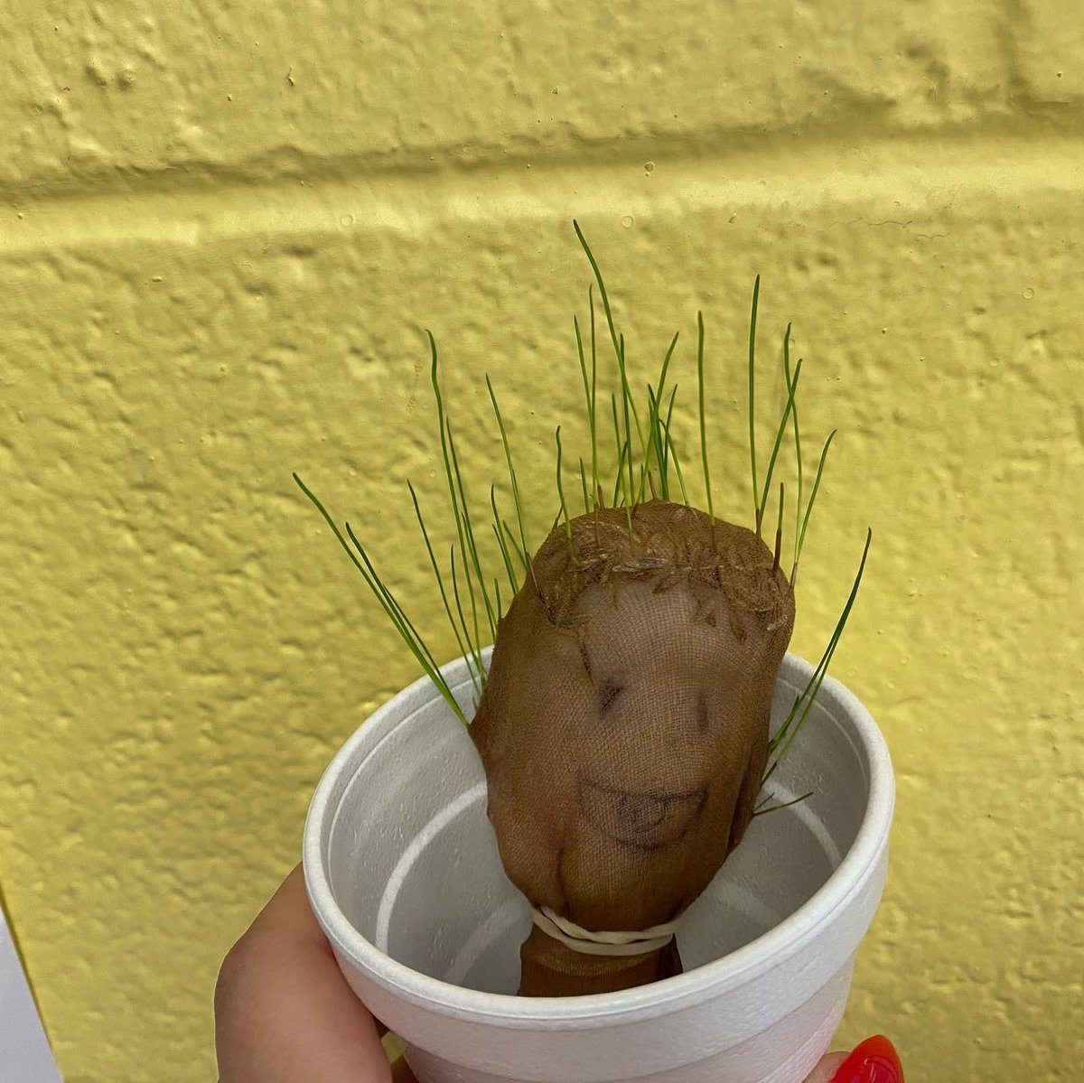 MsAshlynnsClass's tweet photo. About two weeks ago we planted grass seeds to see if they would grow. Look at them today! I love when students say, “Ms. Ashlynn look how many hairs my grass head has on it!” @WKUmartin @WKUCEBS @JHCcardinals https://t.co/xCX9SwSrWy