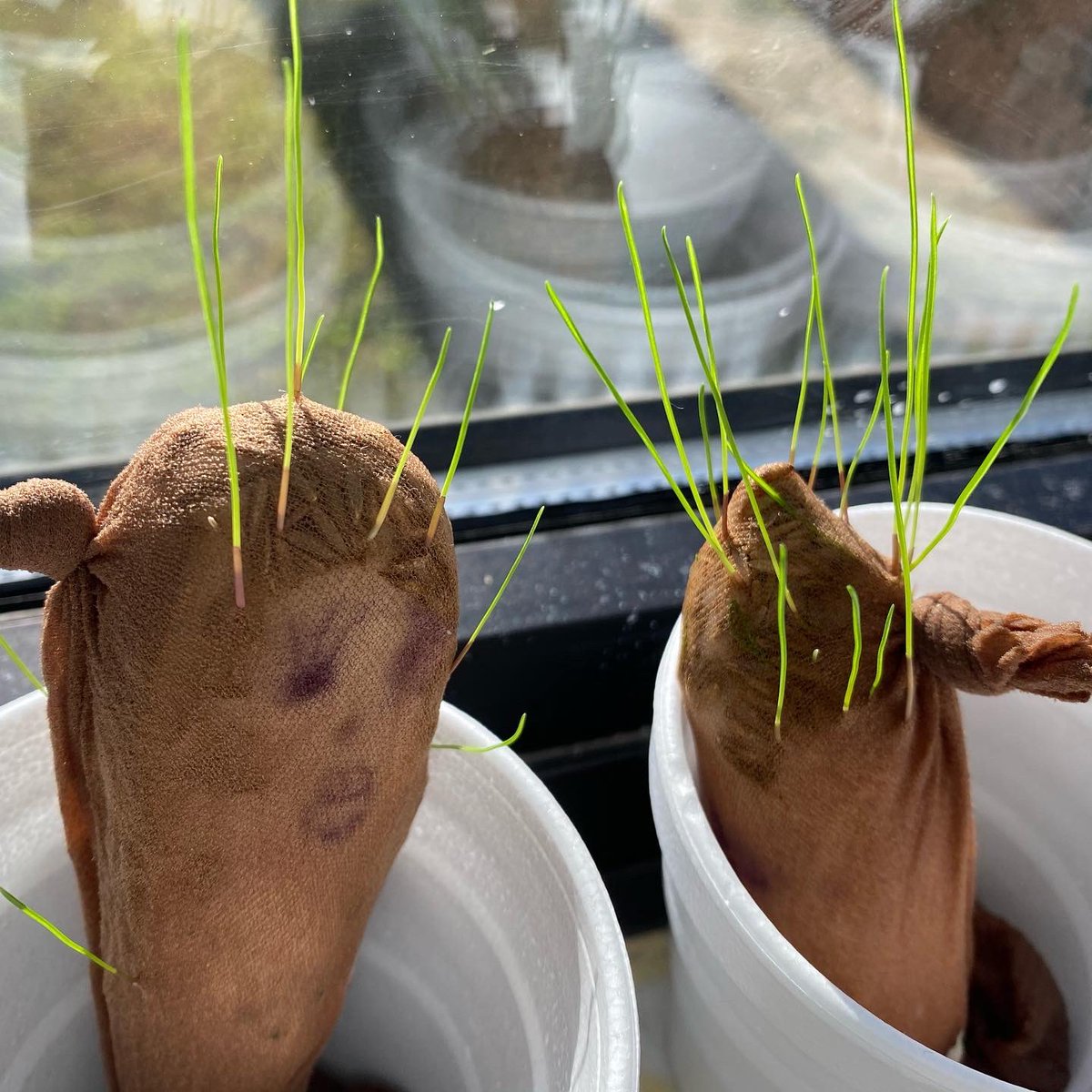 MsAshlynnsClass's tweet photo. About two weeks ago we planted grass seeds to see if they would grow. Look at them today! I love when students say, “Ms. Ashlynn look how many hairs my grass head has on it!” @WKUmartin @WKUCEBS @JHCcardinals https://t.co/xCX9SwSrWy