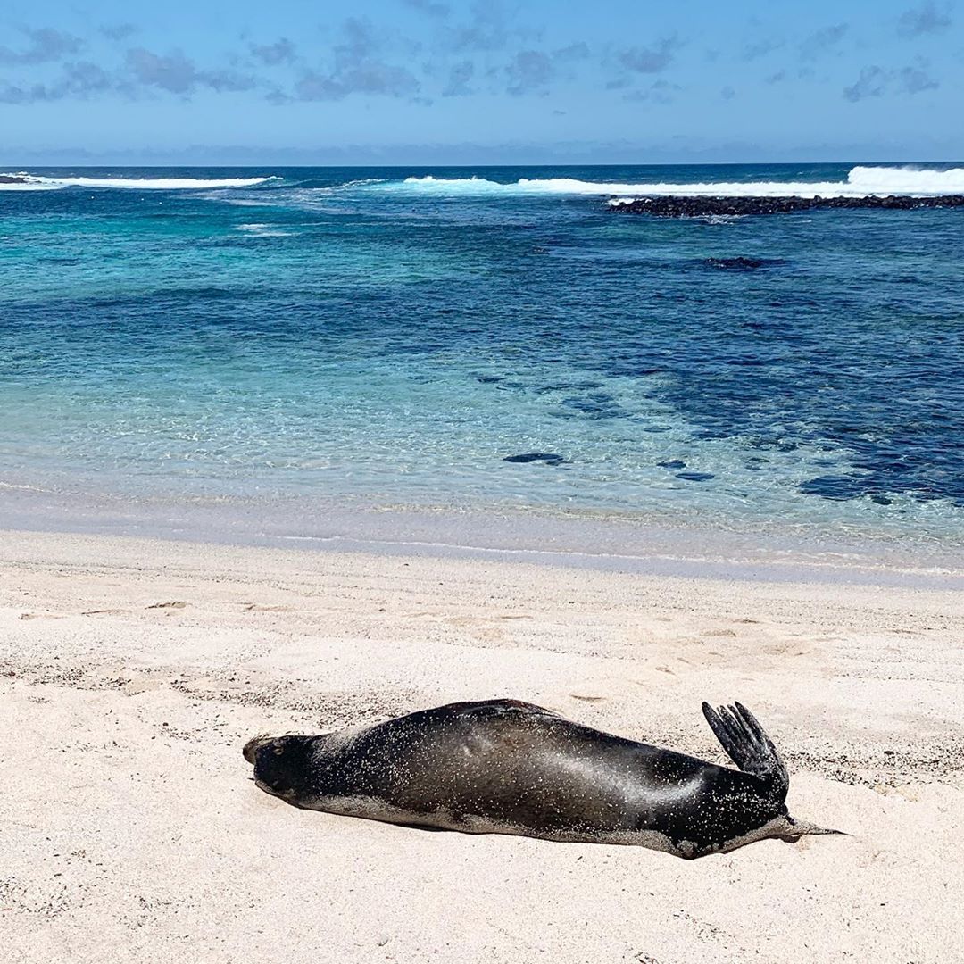 Did you know, #Galapagos arguably has the highest percentage of beach bums? 
📸@goldenbaygalapagos
#travel #vacation #galapagosislands #seal #islands #beach #bewellinecuador #siéntetebienenecuador