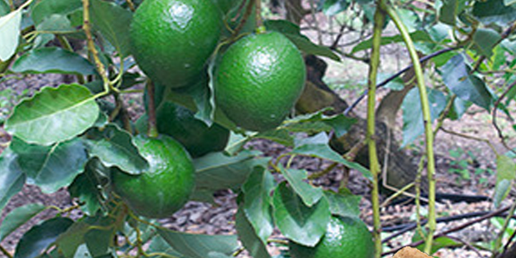 brookstropicals's tweet photo. #slimcado #avocado #avocados Couldn't resist taking a pic of these beauties waiting to be picked. It's fun working in a Florida avocado grove. More about this tropical avocado we call the SlimCado... https://t.co/1DgGKwNhLa https://t.co/kUQ51hzYOv
