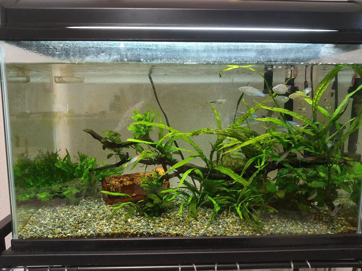 リンクズ Aqualove999 Twitter