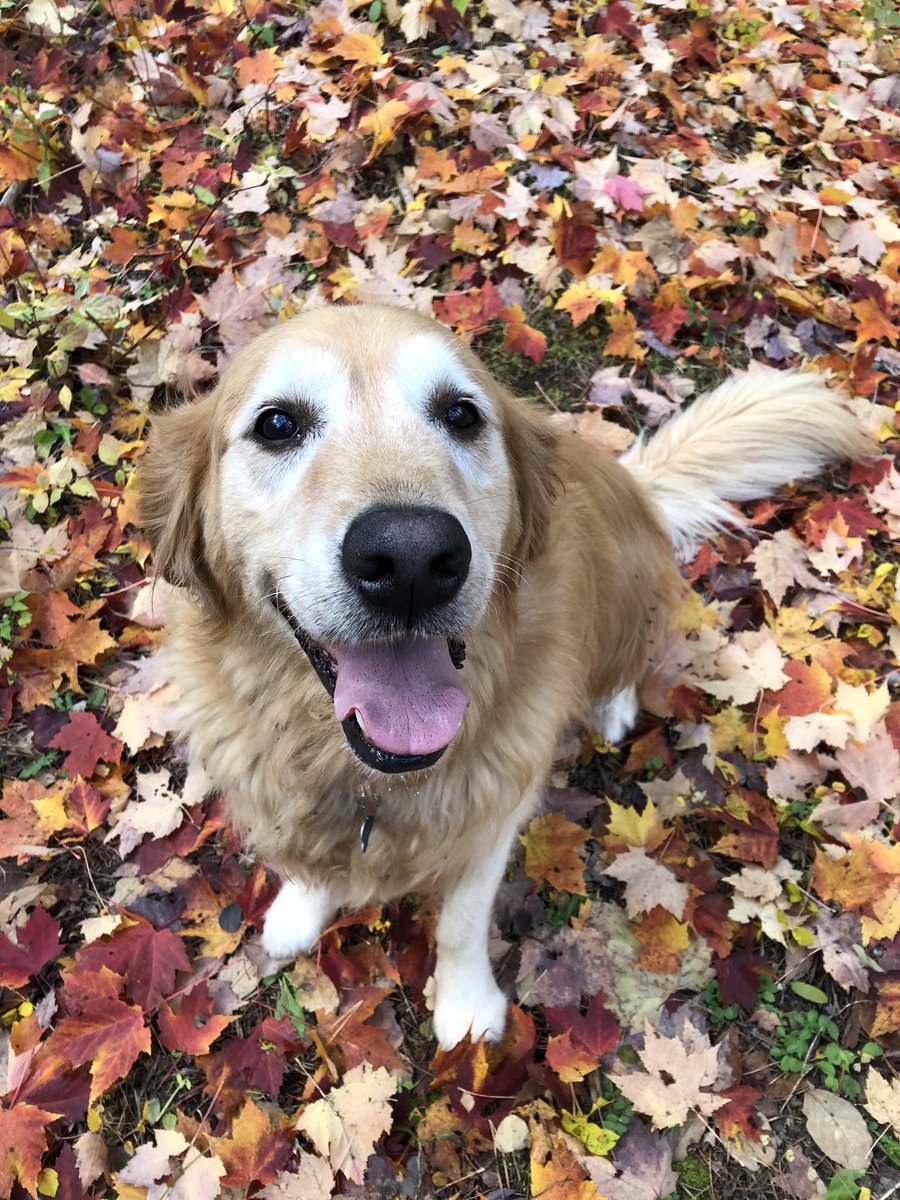 islandhome22's tweet photo. I am grateful for the quiet serenity, the beautiful colours and my furry companion. #getoutside #lifeintheforest โค๏ธ๐ https://t.co/L8M8OZzaTt