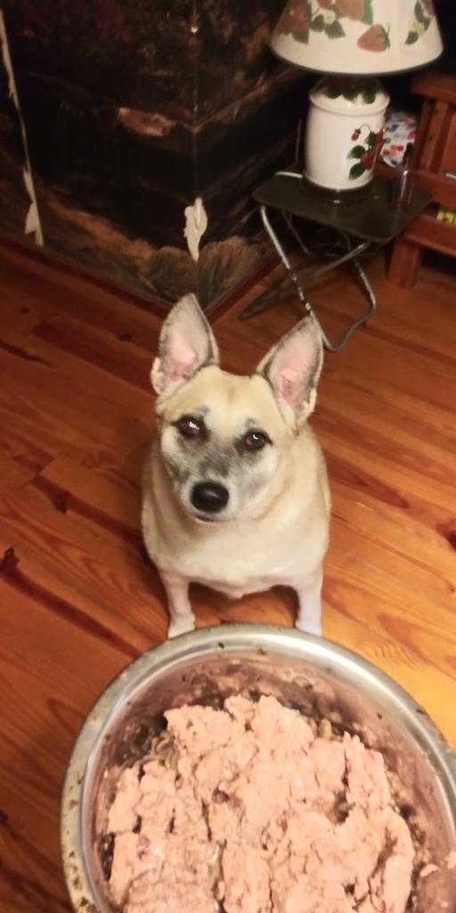 saving_your_ass's tweet photo. Sally can't wait for her customized bowl of Purina Beyond goodness! With #PurinaBeyond I'm mixing with purpose, and creating a healthy bowl that's just right for my dog! Save $4 on your Beyond® purchase and start mixing with purpose too! #ad https://t.co/H4C7Manuwh https://t.co/5H8BGgiFUm