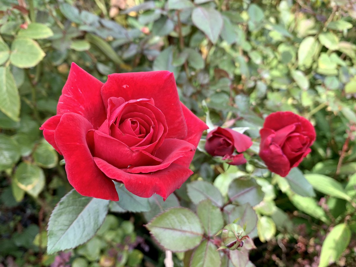 横浜イングリッシュガーデン 秋バラ開花中 秋バラが開花しています 春の花と比べて 色がより鮮やかで美しいです 1枚目 バラ 炎 ほむら 2枚目 バラ シンキンキグ オブ ユー 3枚目 バラ フォーゴトン ドリームス 横浜イングリッシュ