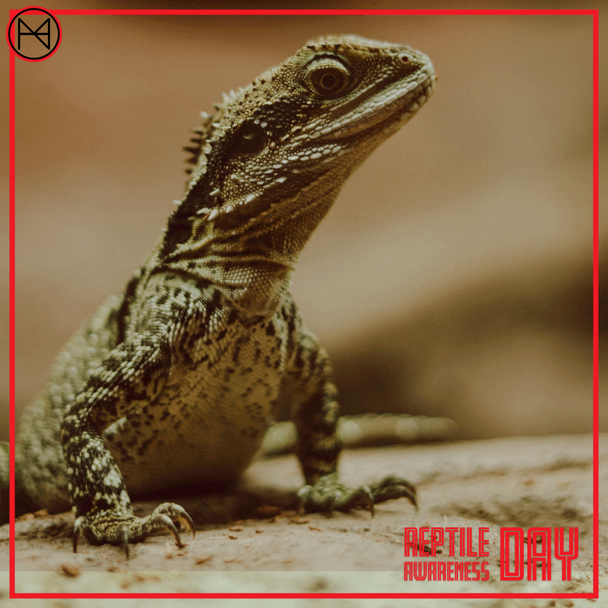 Kertenkele 89. Запиши ответы в таблицу. Агама мванза самка. Lizards have got. Lizards have got eyes than frogs ответы.