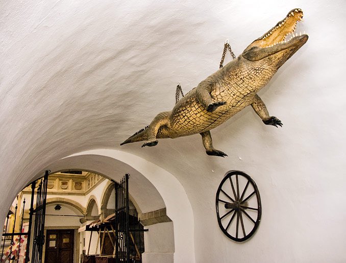 There’s no definitive reason why, but it could be because crocodiles were considered dragons back in the day and was symbolic of the devil, either to warn ppl of sins, or to scare away evil, or just a trophy for the church.Similar to this ceiling crocodile called “brno dragon”