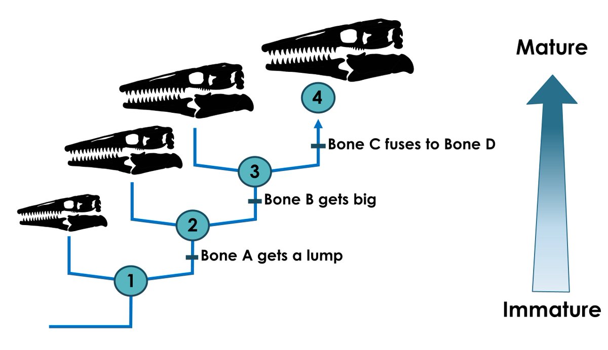 Because ontogeny, like evolution, consists of an ordered accumulation of changes over time, the same method used to recover evolutionary trees of different taxa will also recover relative maturities of conspecific individuals (=objective high res growth series (ontograms))8/21