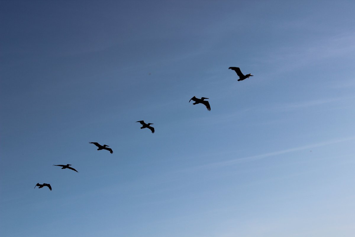pelican flight line. #pointlobos park california