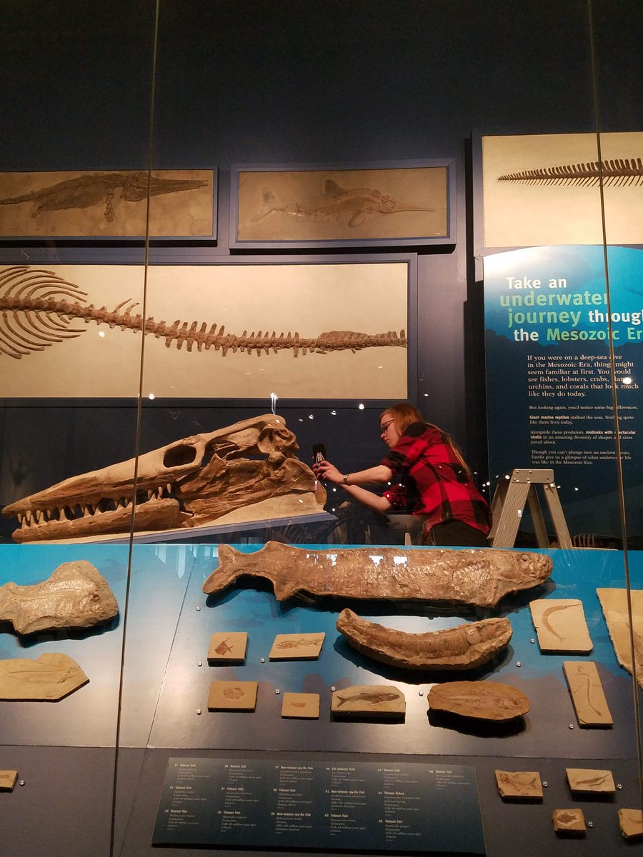 For this study, I scored 79 Tylosaurus specimens, 50 of which I studied first-hand  @AMNH,  @SternbergMuseum,  @FieldMuseum,  @kunhm, &  @Augustana_IL, for 59 ontogenetic & evolutionary characters that I identified in the literature & on my own.10/21