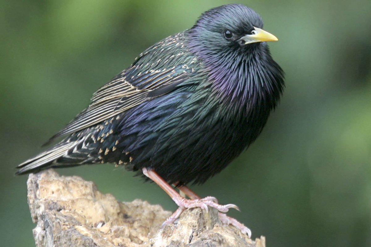 code_report's tweet image. TIL that another name for the S-combinator&apos; aka the Starling&apos; is the Phoenix 🤯 #combinators