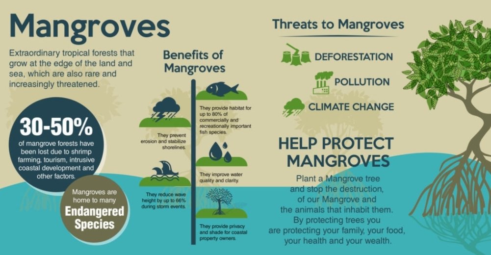 EcologicalReco_'s tweet photo. Over last few years, Vizag has lost 90% of its mangroves due to indiscriminate deforestation. With the natural shield against storms gone, impacts of cyclones like Hud Hud will be intensified destroying lives+ infrastructure in Andhra
#saveNatureMovement
#SaveVizagMangroves https://t.co/t1xz498K6D
