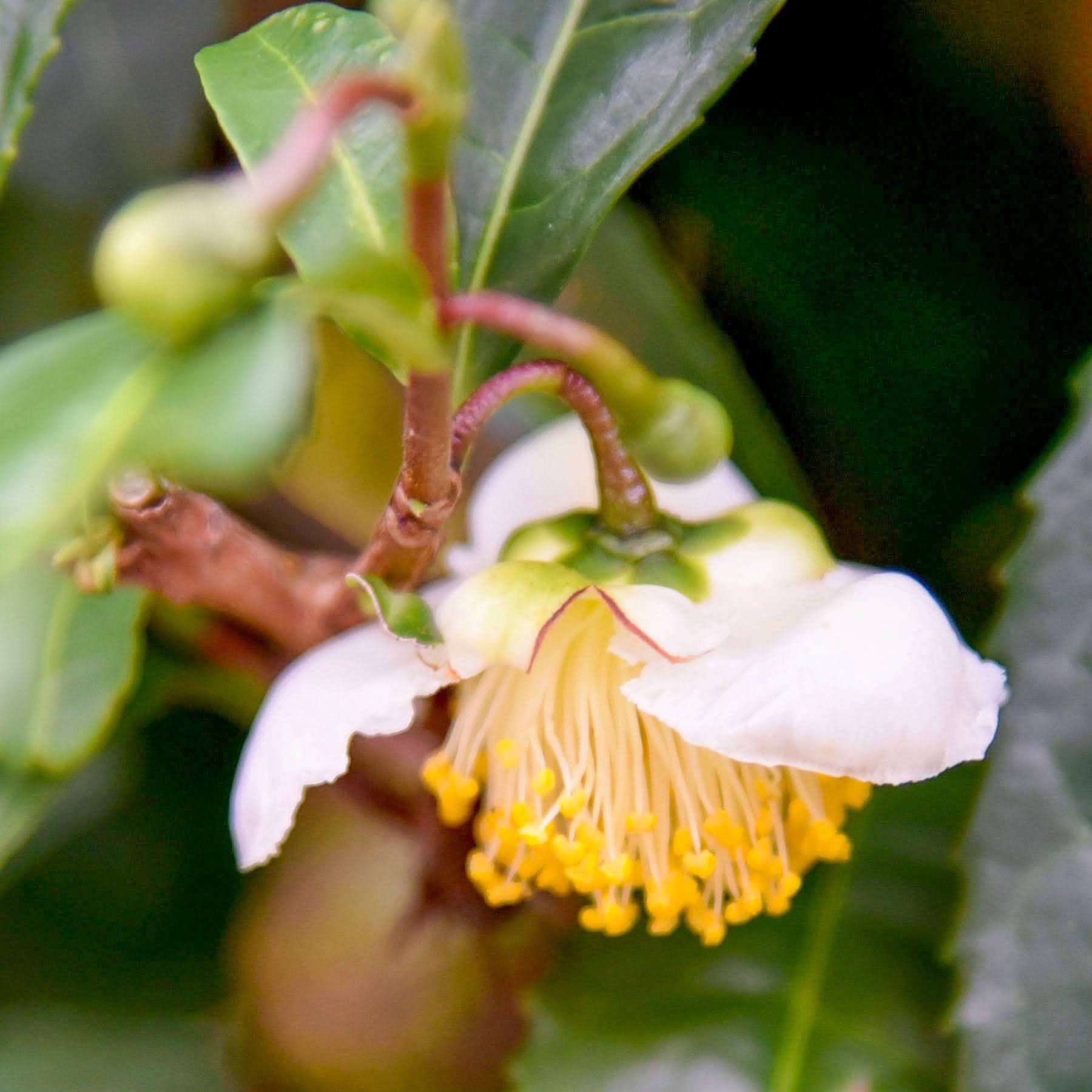 梓 結実 Azusayumi 清楚な白い花 チャノキ 茶の木 その名の通り お茶の木の花と種です Camellia Sinensis Tea Plant おはようございます チャノキ 茶の木 京都 花 Kyoto Jp Flowerphotography T Co Ixruqvb6ug Twitter