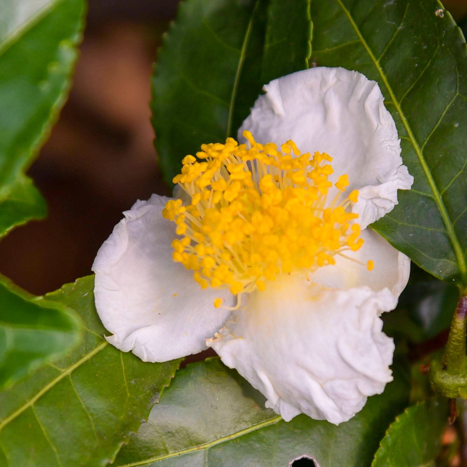 梓 結実 Azusayumi 清楚な白い花 チャノキ 茶の木 その名の通り お茶の木の花と種です Camellia Sinensis Tea Plant おはようございます チャノキ 茶の木 京都 花 Kyoto Jp Flowerphotography T Co Ixruqvb6ug Twitter