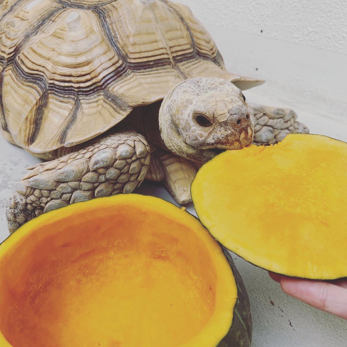 沖縄ペットワールド専門学校 公式 ハロウィン月間 今日は太郎さんです ハロウィン ていうより普通にカボチャ食べてるだけ 食べてる姿がまた可愛い かめ 亀 リクガメ ハロウィン