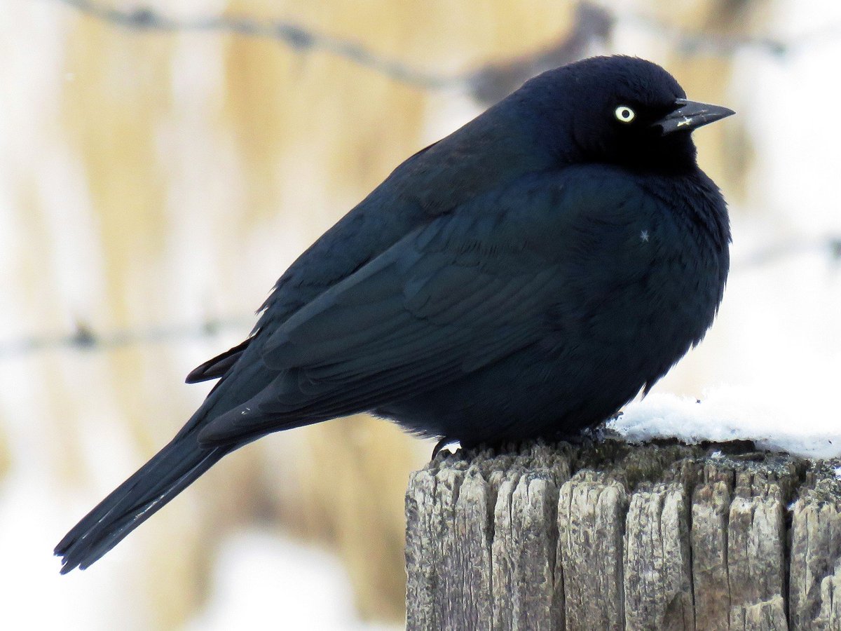 code_report's tweet image. And for maybe my most amazing combinator discovery to date, std::inner_product is the Blackbird 🤯 (which is what I was looking for when I stumbled across the Phoenix) #combinators #cpp #algorithms