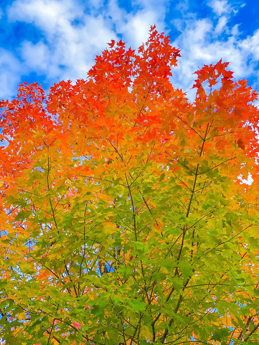 綺麗な紅葉 綺麗な紅葉