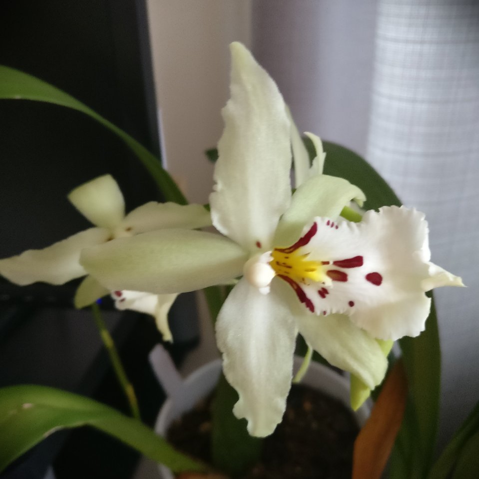Wade_OShannessy's tweet photo. One of my newer orchids with its first flower.
#orchids #flowers #flower #rebuzz #nature #photography #rebuzzphotography
Posted via @rebuzz_io App. How much $BUZZ can you generate? https://t.co/iLPRpRPr8x