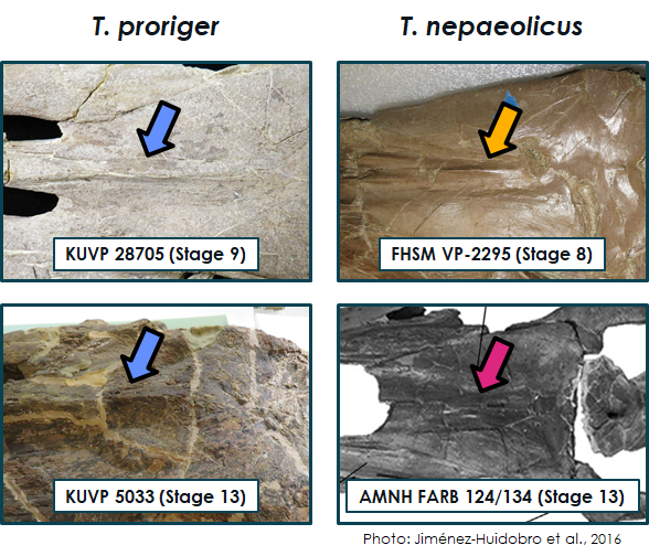 So: what about paedomorphy in Tp? Supposedly, Tp has two traits (forehead ridge presence, parietal shape) that have the juvenile condition of TkTn.Although it seems like this is the case, these characters are not recovered on the ontograms, so more data are necessary.15/21