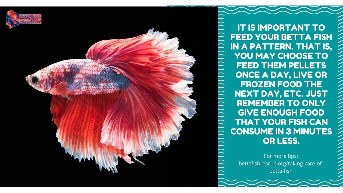 bettafrescue's tweet photo. Do you feed your betta in a pattern? If so, what is your pattern? At Betta Fish Rescue, we typically alternate between frozen food and pellets. Occasionally, we also offer our bettas live food. How about you? 

#bettafishrescue #bettafish #bettas #siamesefightingfish https://t.co/tTy6MRWGye