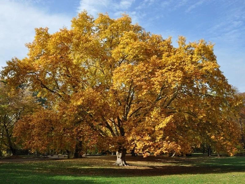 With all the uncertainty in the world right now we need to find some commonality. I think we can all agree that #AllTreesMatter !

Let us all take a break from the monotony of our daily lives and look at this beautiful Sycamore Maple, stunning!