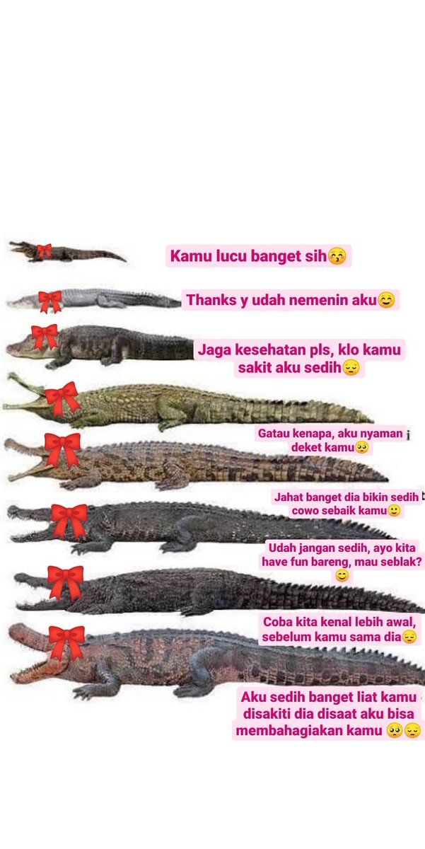 tirta_cipeng's tweet photo. Buaya cewe juga ada https://t.co/4oi5wFjl4c