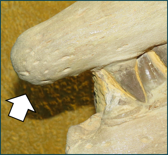 I identified 11 shared growth characters, including knob-like snoot, the trait after which the genus Tylosaurus (=knobbed lizard) is named! I also proposed revisions to the cranial diagnoses of Tp & Tn within ontogenetic context.[photo: Tp FHSM VP-3]16/21