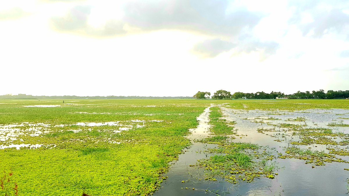 chowdhury_suzan's tweet image. Good Morning